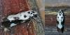 Ethmia quadrillella